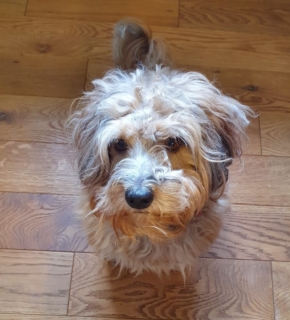 Tiergestützte Therapie, Deep Blue Therapy, Hamburg Tiergestützte Therapie, Deep Blue Therapy, Hamburg